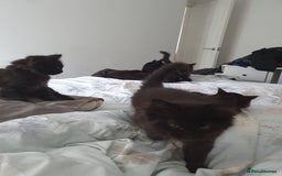 Maine Coon cats for sale: Maincoon x ragdoll  - Image 20