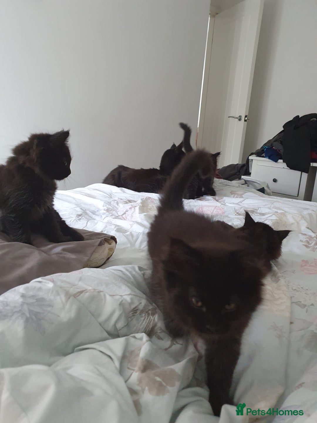 Maine Coon cats for sale: Maincoon x ragdoll  - Image 20