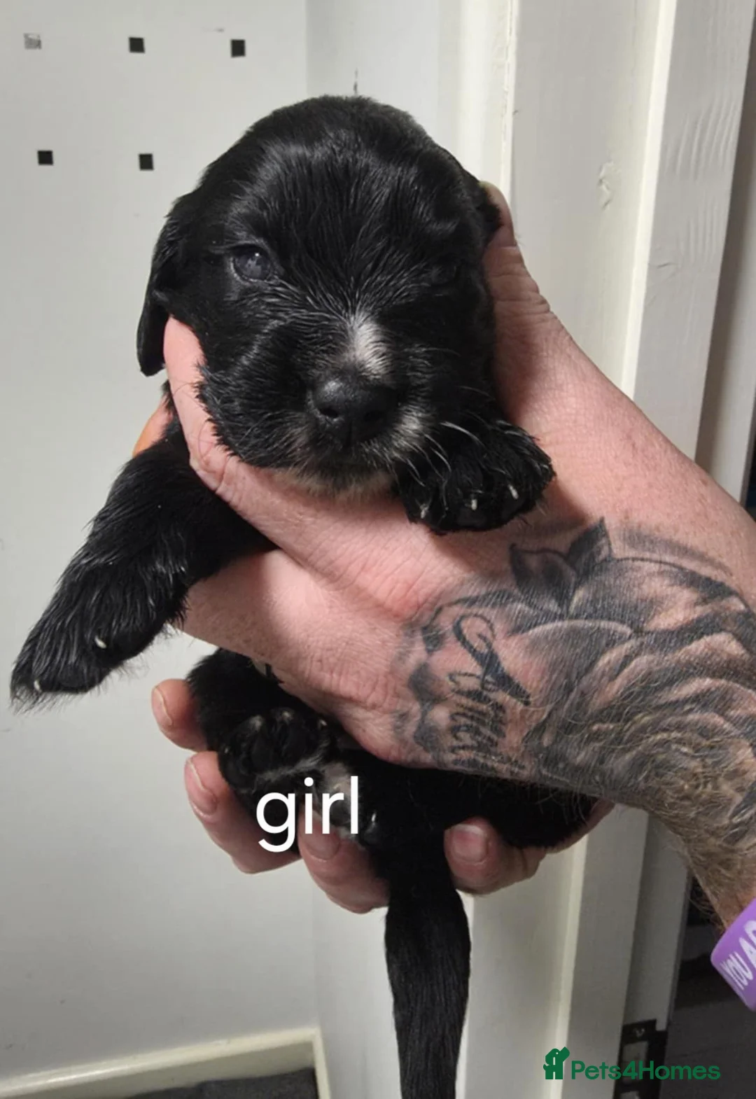 Sprocker dogs for sale: Sprocker puppies - Advert 4