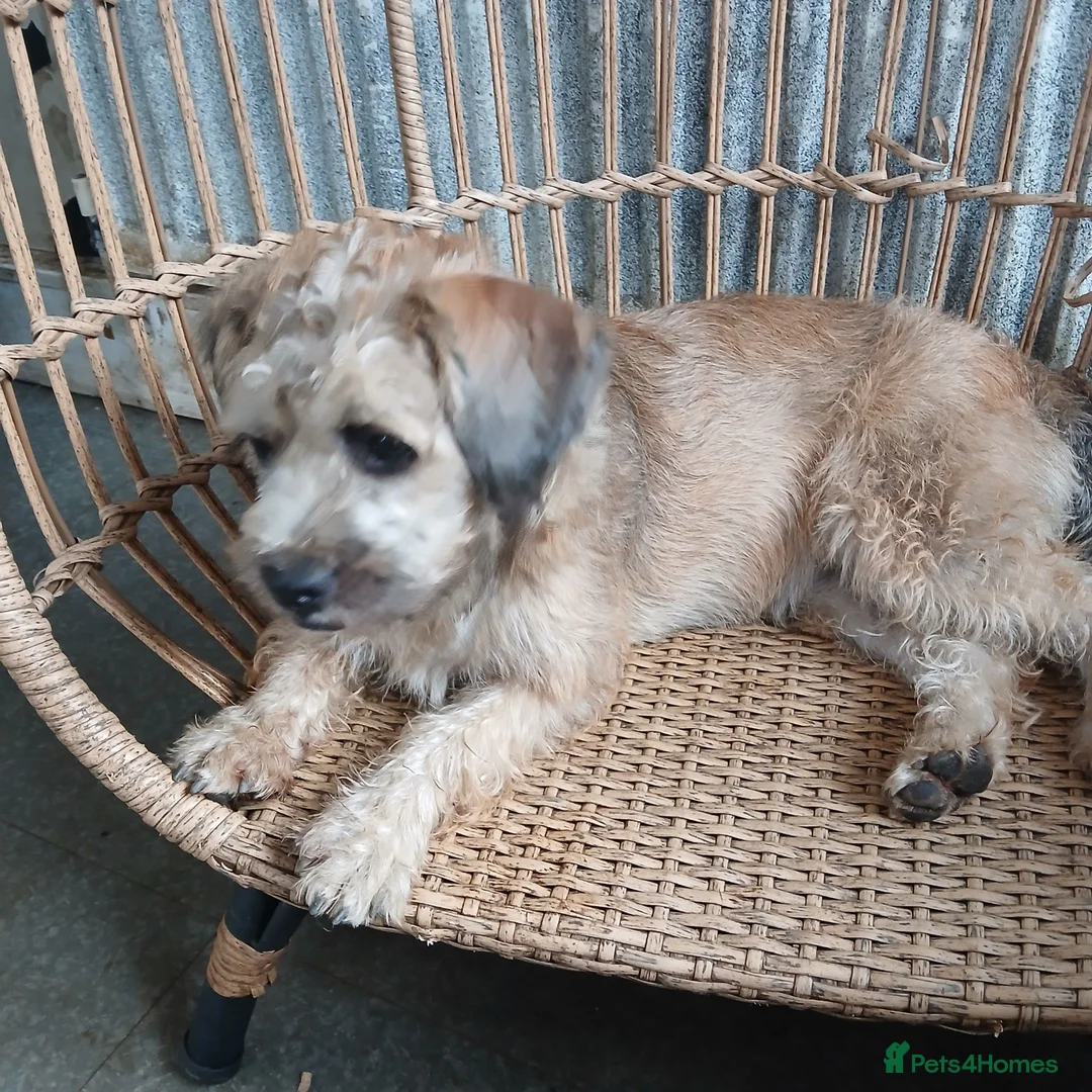 Mixed Breed dogs for sale: Two Beautiful Frenchie Poo Girls - Advert 20