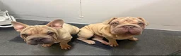 French Bulldog dogs for sale: rope french bulldogs in London - Advert 4