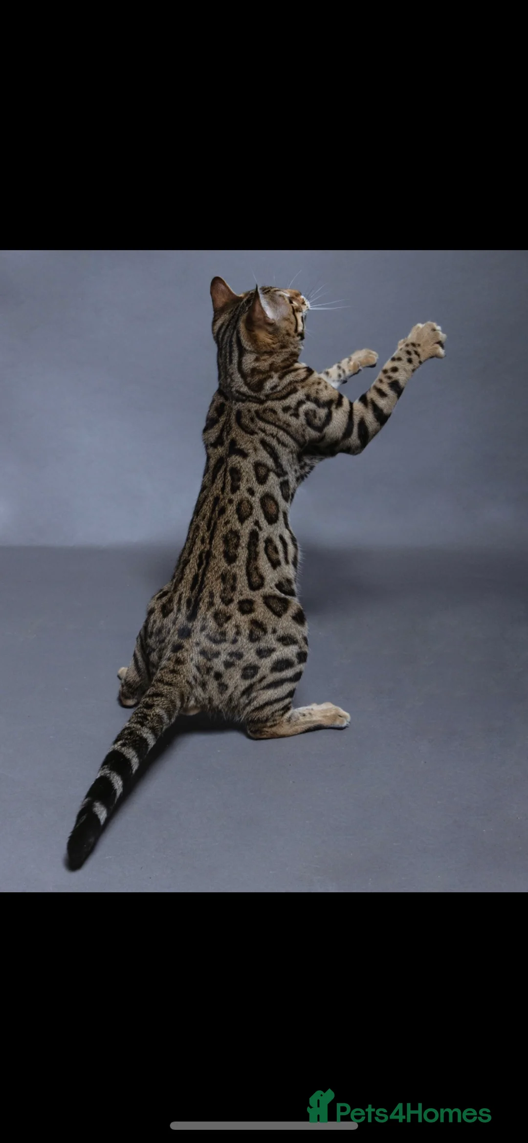 Bengal cats for sale: 😻 🥇 Tica Show Winner 🥳 😻  - Advert 8