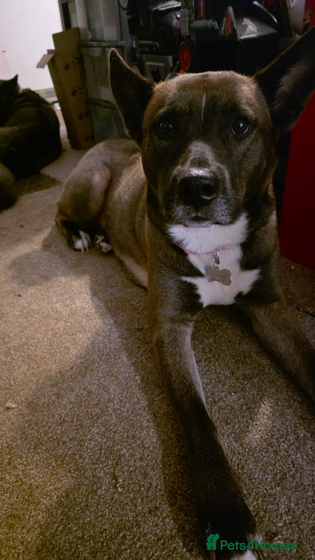 Mixed Breed dogs Bella - Advert 4