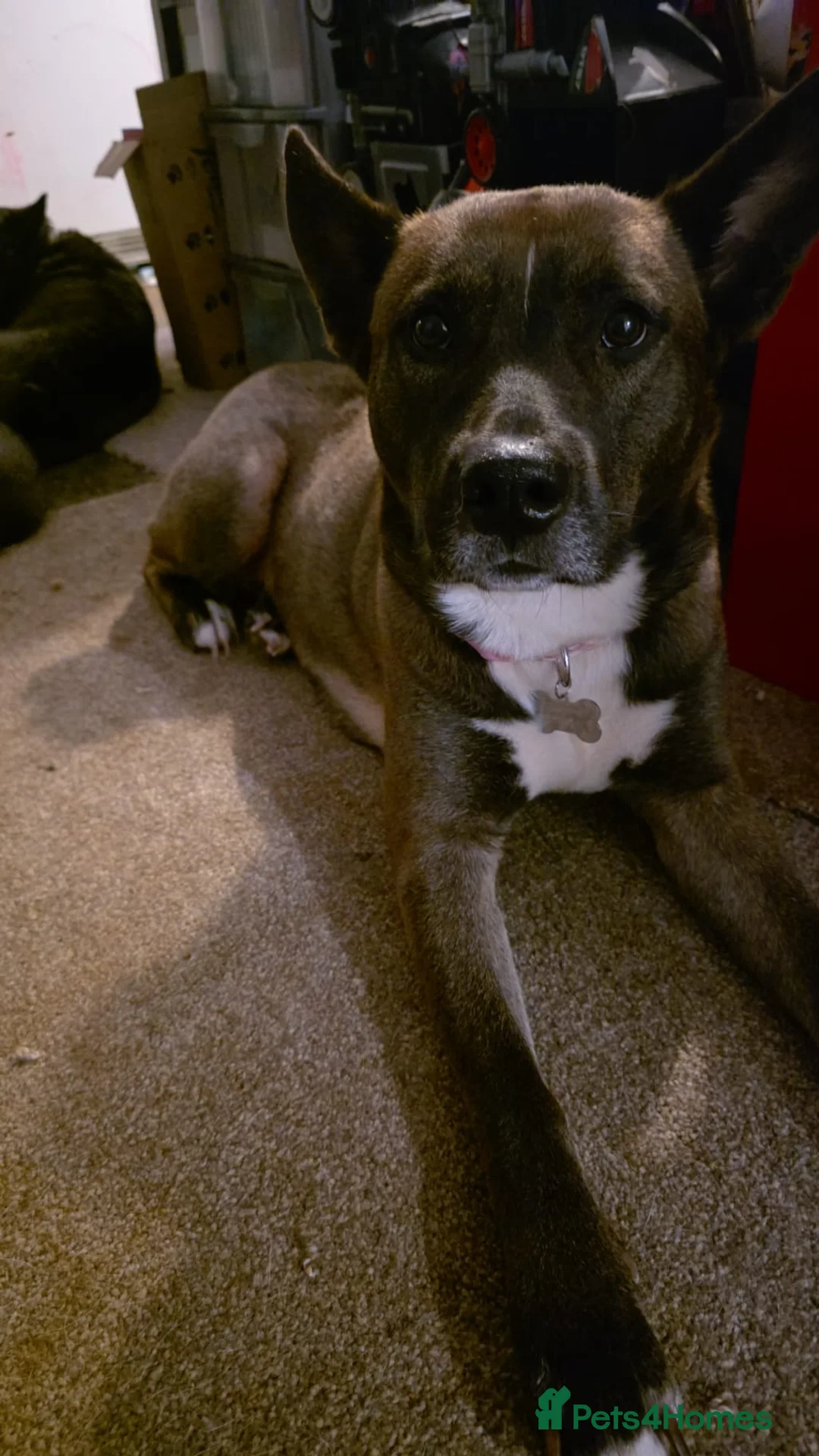 Mixed Breed dogs for sale: Bella - Advert 1