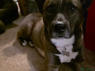 Mixed Breed dogs Bella - Advert 1