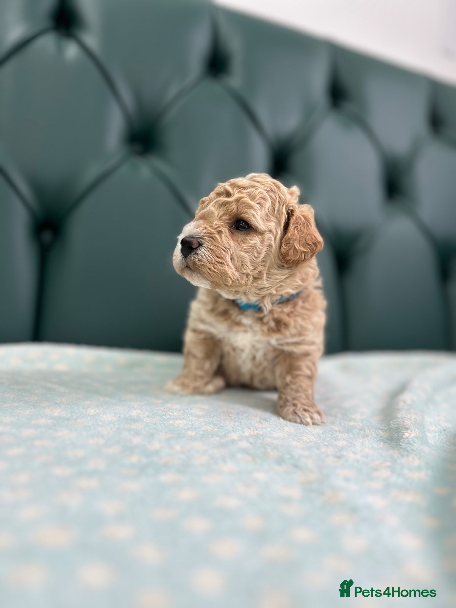 Poochon dogs for sale: 5⭐️ Licensed. Health tested Poochons - Advert 7