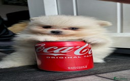 Pomeranian dogs for sale: Xxs pomeranians - Image 8
