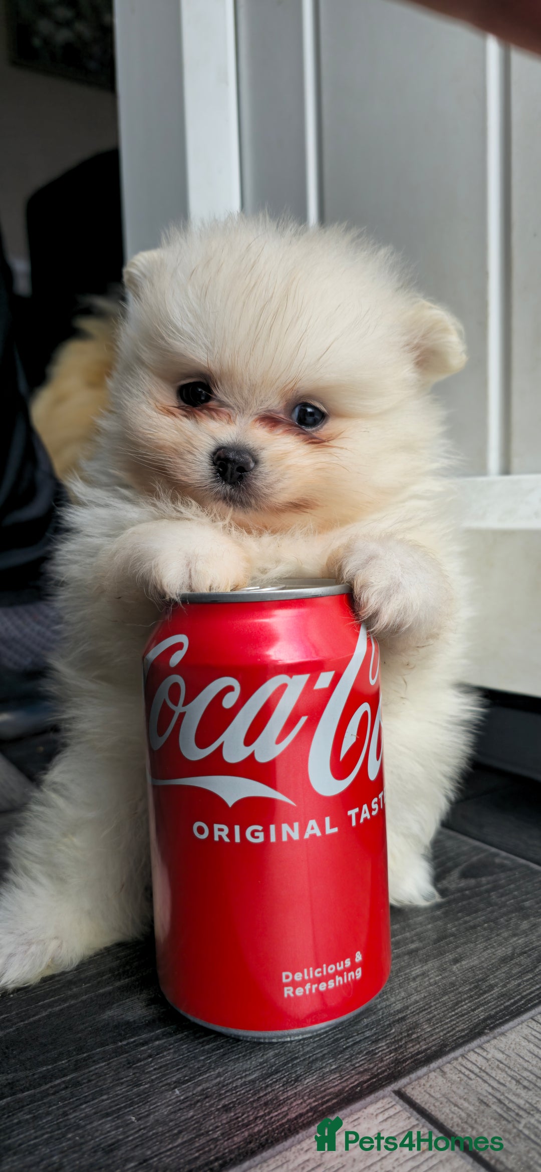Pomeranian dogs for sale: Xxs pomeranians - Image 8
