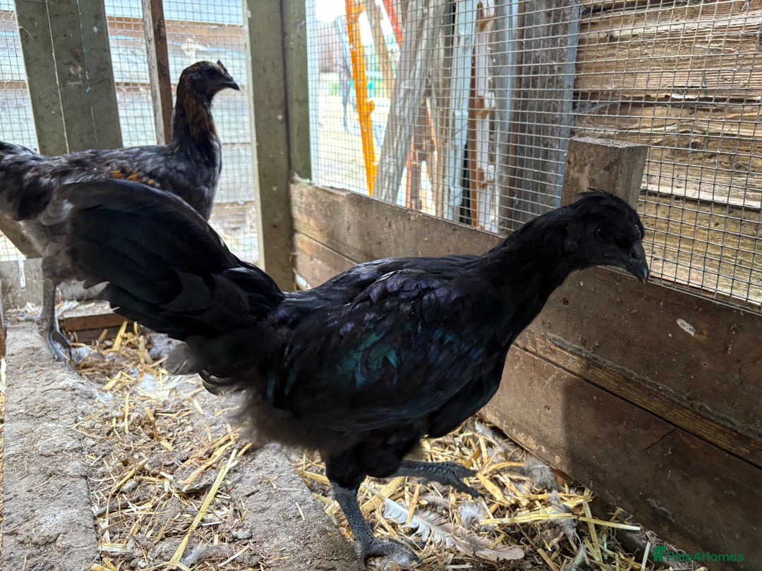 Chickens poultry for sale: Rooster  - Image 2