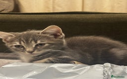 British Shorthair cats for sale: Charming British Shorthair-Siberian Mix kitten - Image 6