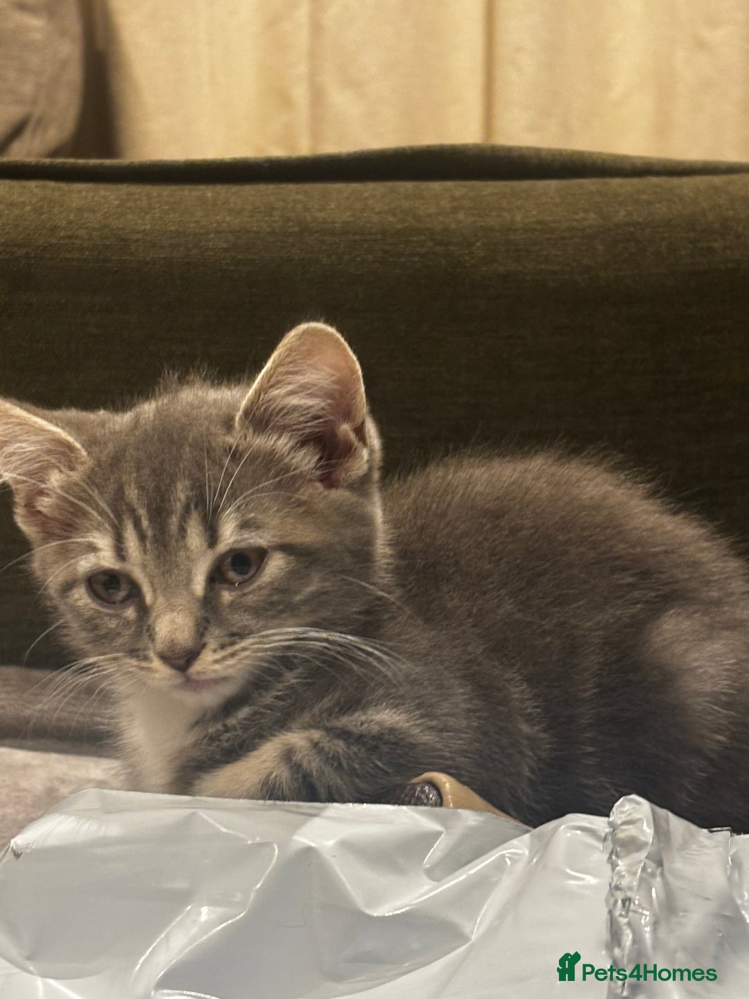 British Shorthair cats for sale: Charming British Shorthair-Siberian Mix kitten - Image 6