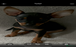 Russian Toy Terrier dogs for sale: For sale KC puppies - Image 12