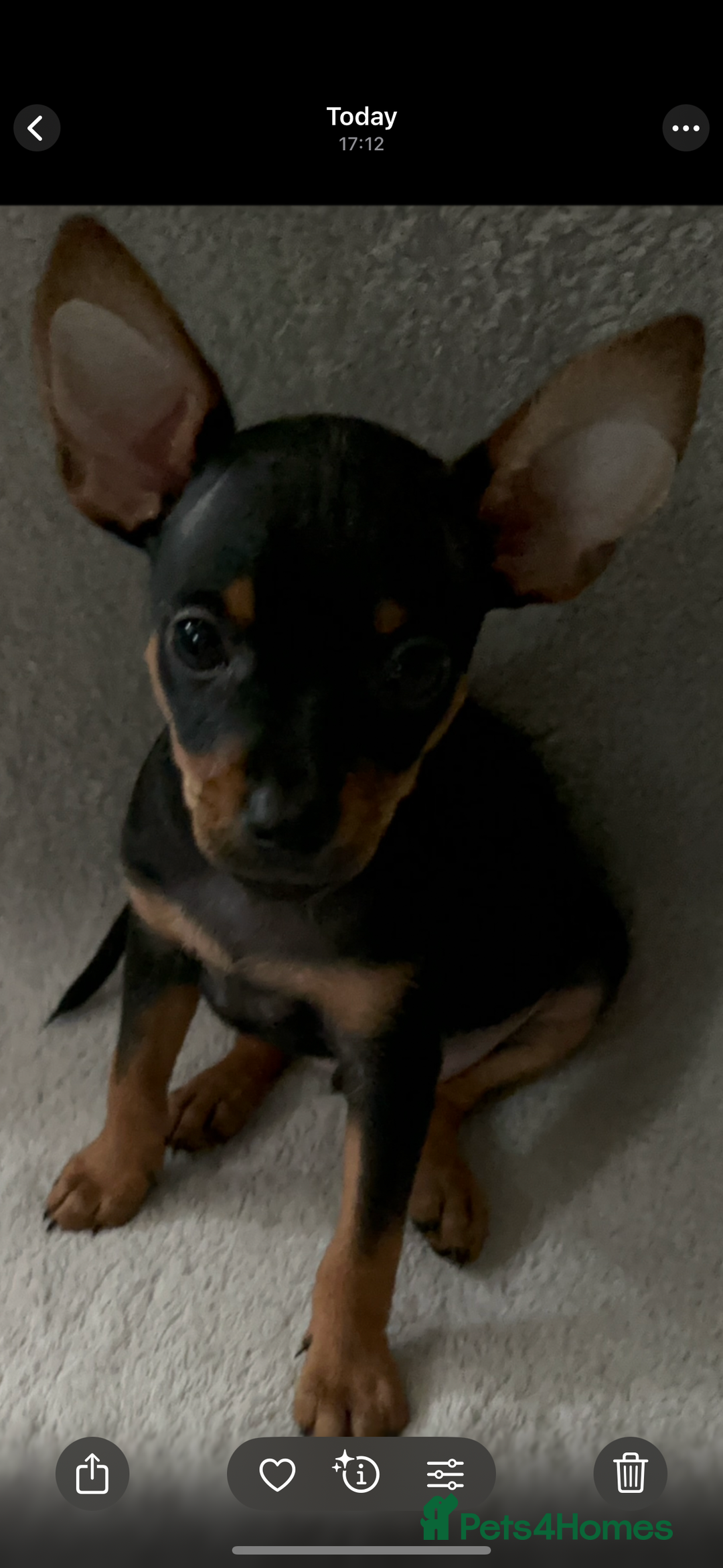 Russian Toy Terrier dogs for sale: For sale KC puppies - Image 12
