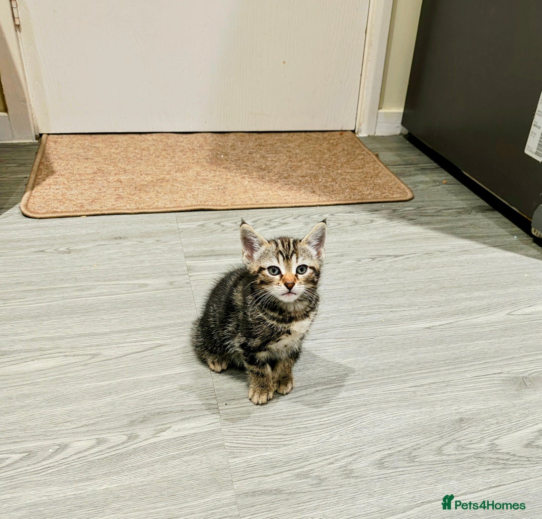 Mixed Breed cats for sale: Bengal Marble & British Shorthair  - Advert 14