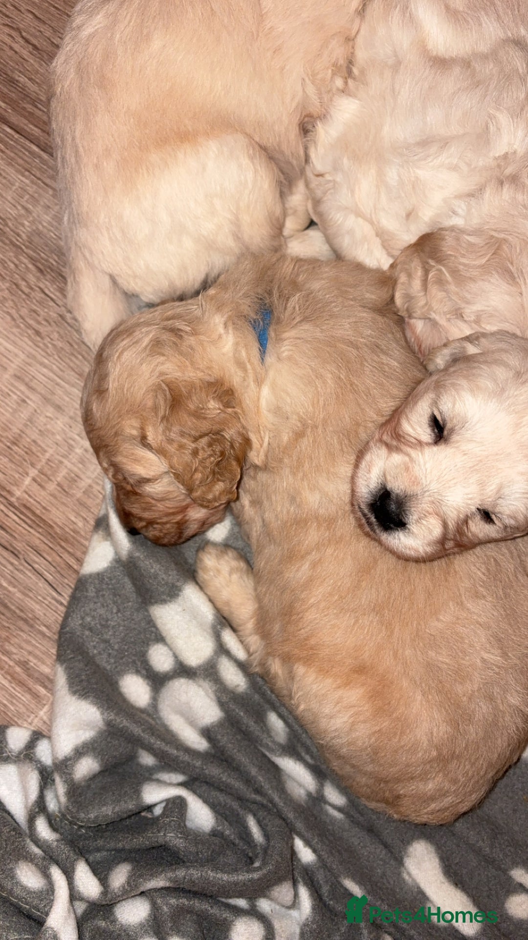 Mini Goldendoodle dogs for sale: 10 beautiful Miniature F1 GoldenDoodle puppies - Advert 24
