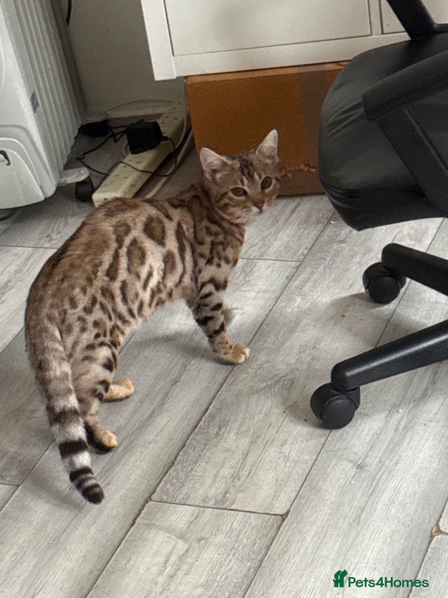 Bengal cats for stud: ✨ Proven Pure Bengal Stud Available ✨ - Advert 2