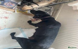 Labrador Retriever dogs for sale: Lovely Labrador puppies  - Image 13