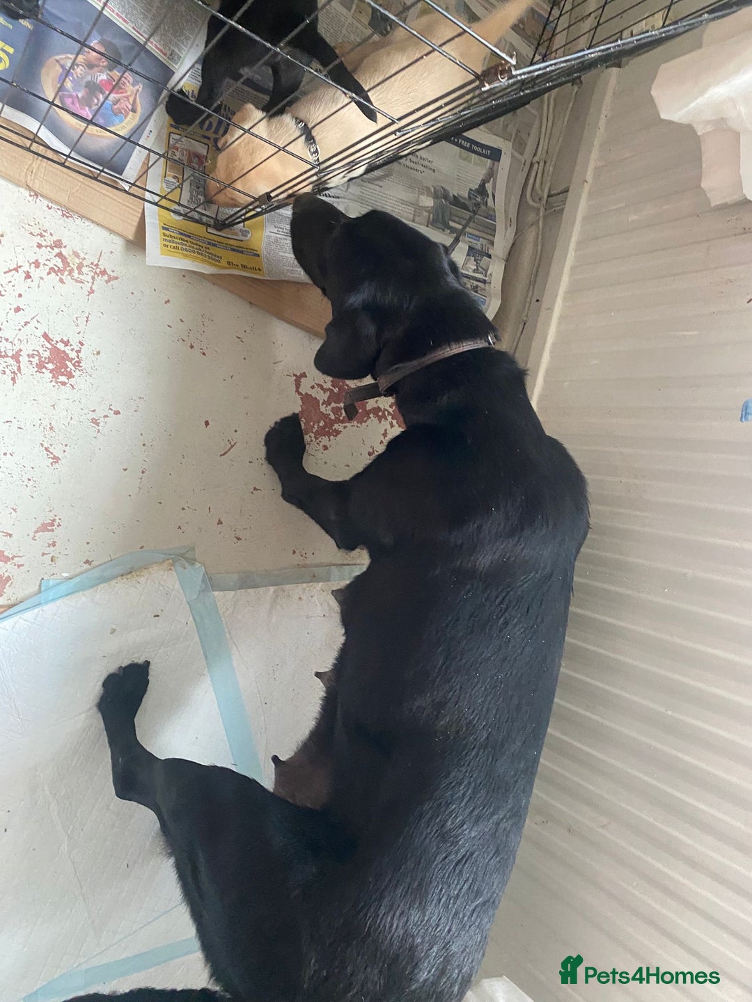 Labrador Retriever dogs for sale: Lovely Labrador puppies  - Image 13
