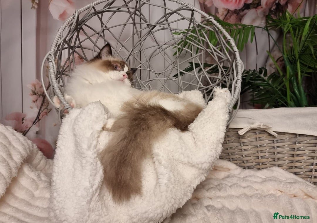 Ragdoll cats for sale: Quality Tica reg Ragdoll kittens  - Advert 26