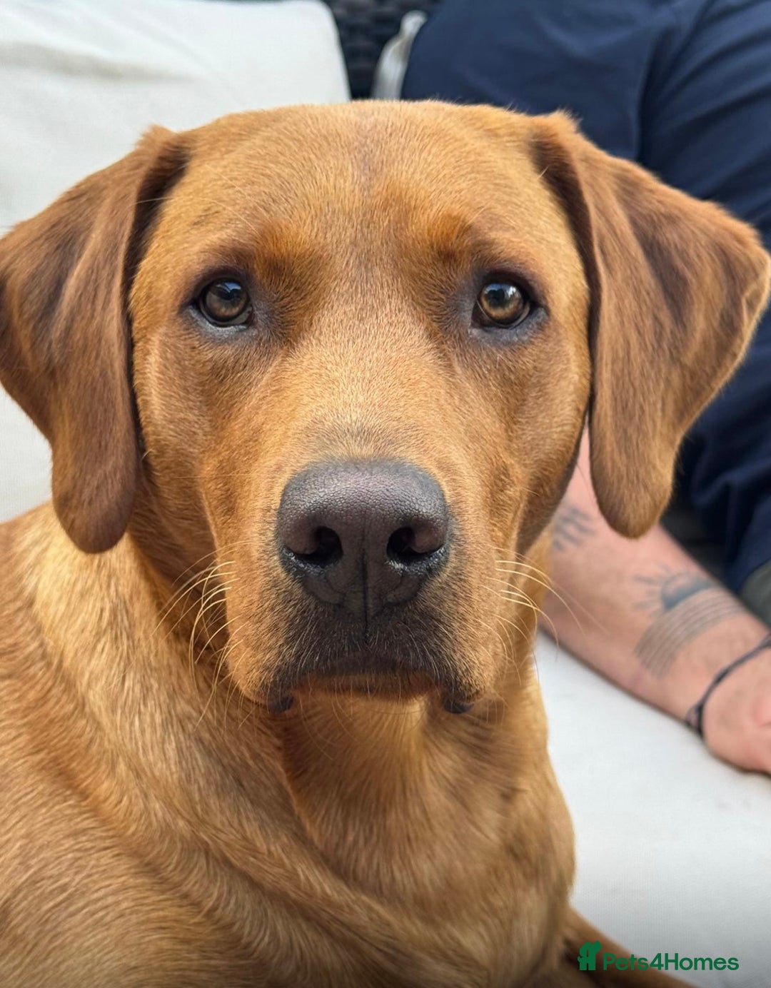 Labrador Retriever dogs for sale: FOX RED LABRADORS OUTSTANDING HEALTH 280 PLUS DNA - Image 18