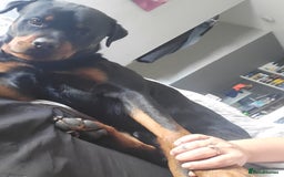 Rottweiler dogs for sale: 1 male 1 female rottweiler  - Image 25