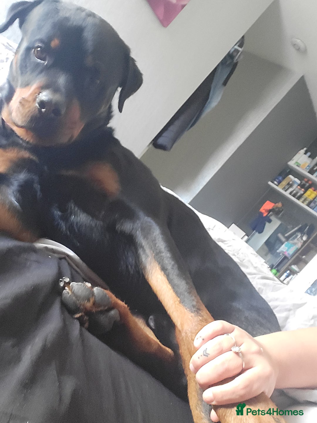 Rottweiler dogs for sale: 1 male 1 female rottweiler  - Image 25