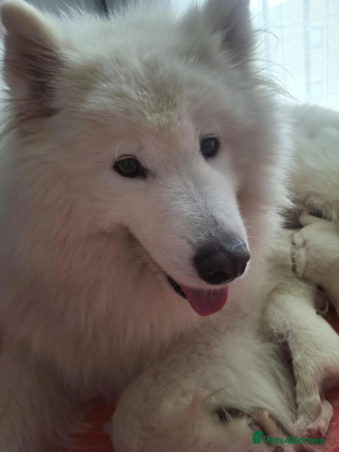 Samoyed dogs for sale: 2 girls puppy in Edinburgh - Advert 1