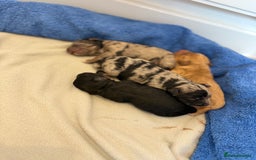 Cockapoo dogs for sale: Cockapoo litter  - Image 7