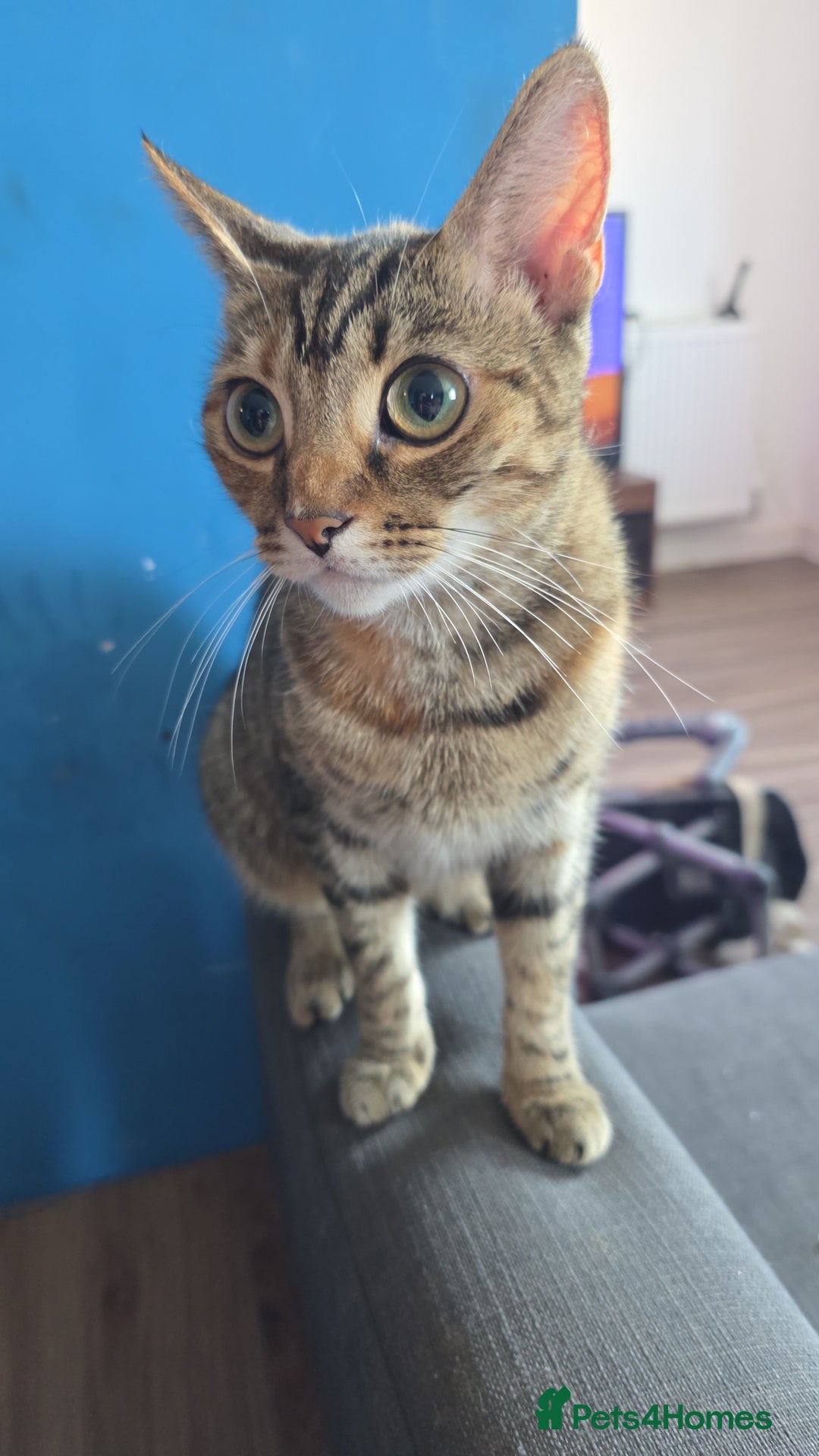Mixed Breed cats for sale: Female cat for rehoming - Image 3