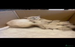 Ragdoll cats for sale: Seal boy needing  a special loving. Home  - Image 7