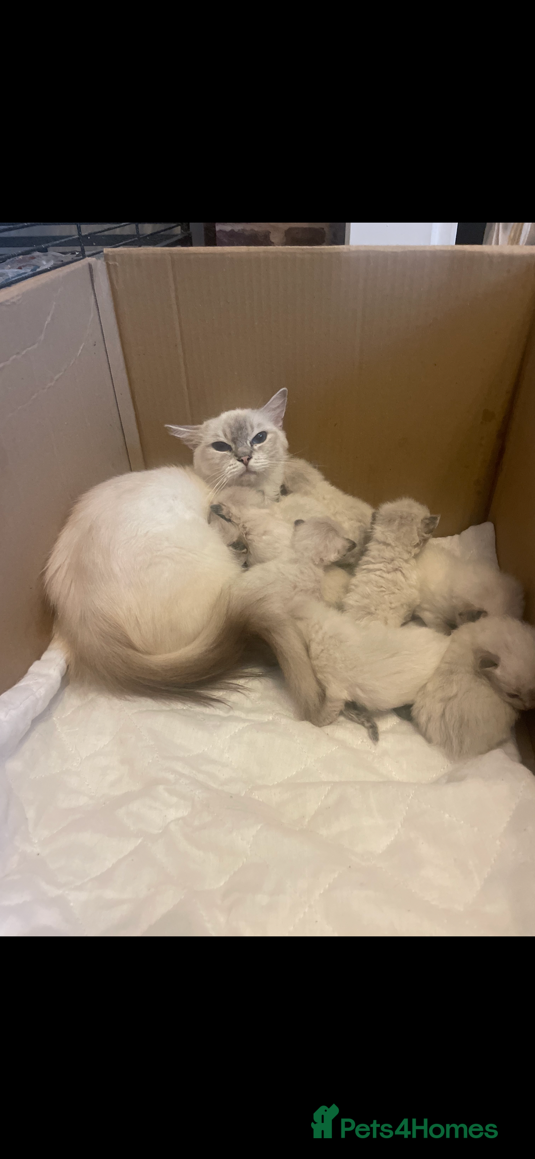 Ragdoll cats for sale: Seal boy needing  a special loving. Home  - Image 7