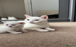 British Shorthair cats for sale: Kittens for sale  - Image 7