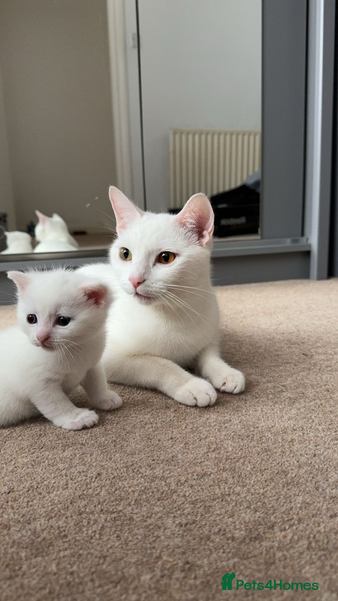 British Shorthair cats for sale: Kittens for sale  - Image 7