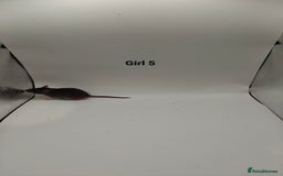 Rat rodents for sale: NOV: 18 Rats For Sale - Advert 11