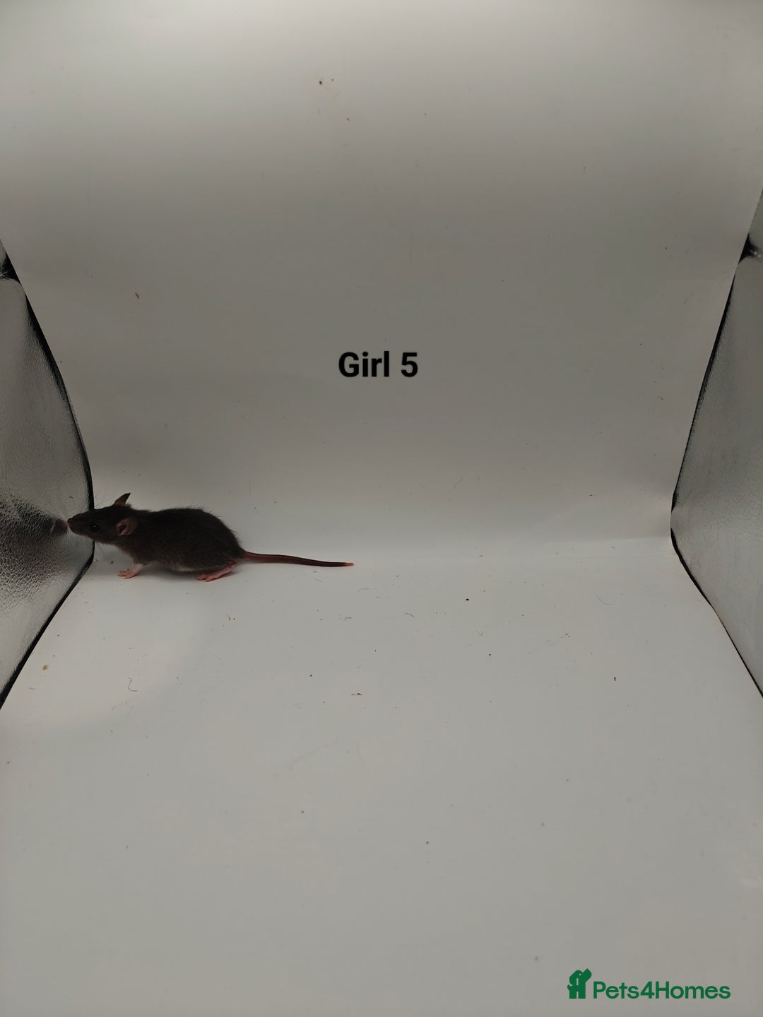 Rat rodents for sale: NOV: 18 Rats For Sale - Advert 11