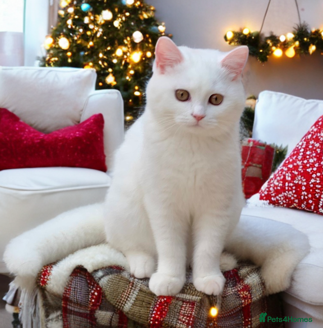 British Shorthair cats for sale: 🐻‍❄️*Quality Bsh kittens*Ready Now*🐻‍❄️ - Advert 1