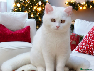 British Shorthair cats 🐻❄️*Quality Bsh kittens*Ready Now*🐻❄️ - Advert 10