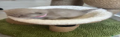 Scottish Fold/ Scottish straight 