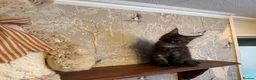 Maine Coon cats for sale: Maine Coon Registered TICA - Advert 3