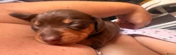 Miniature Dachshund dogs for sale: Miniature dachshund puppy last boy - Advert 13