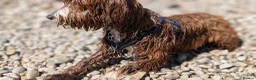 Goldendoodle dogs for stud: Tuxedo Australian Double Doodle - Advert 18
