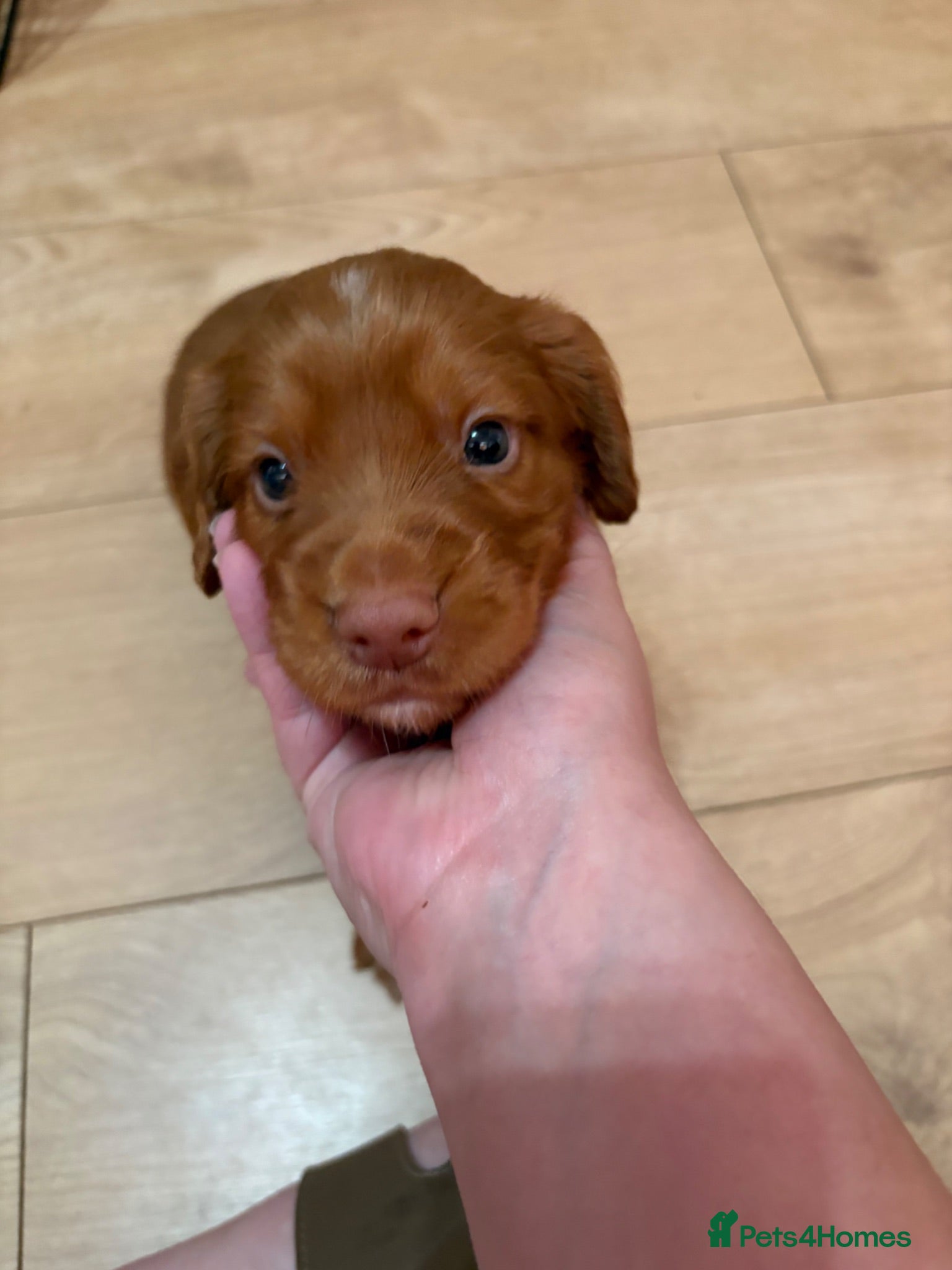 Cocker Spaniel dogs Working line cocker spaniel fantastic pedigree - Advert 4