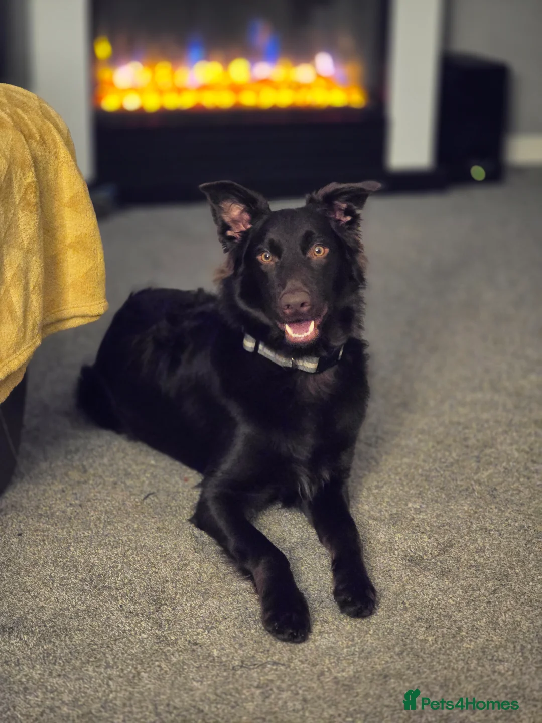 Australian Kelpie dogs for sale: 10 month Old Australian Kelpie (Deep Red/Brown) - Advert 2