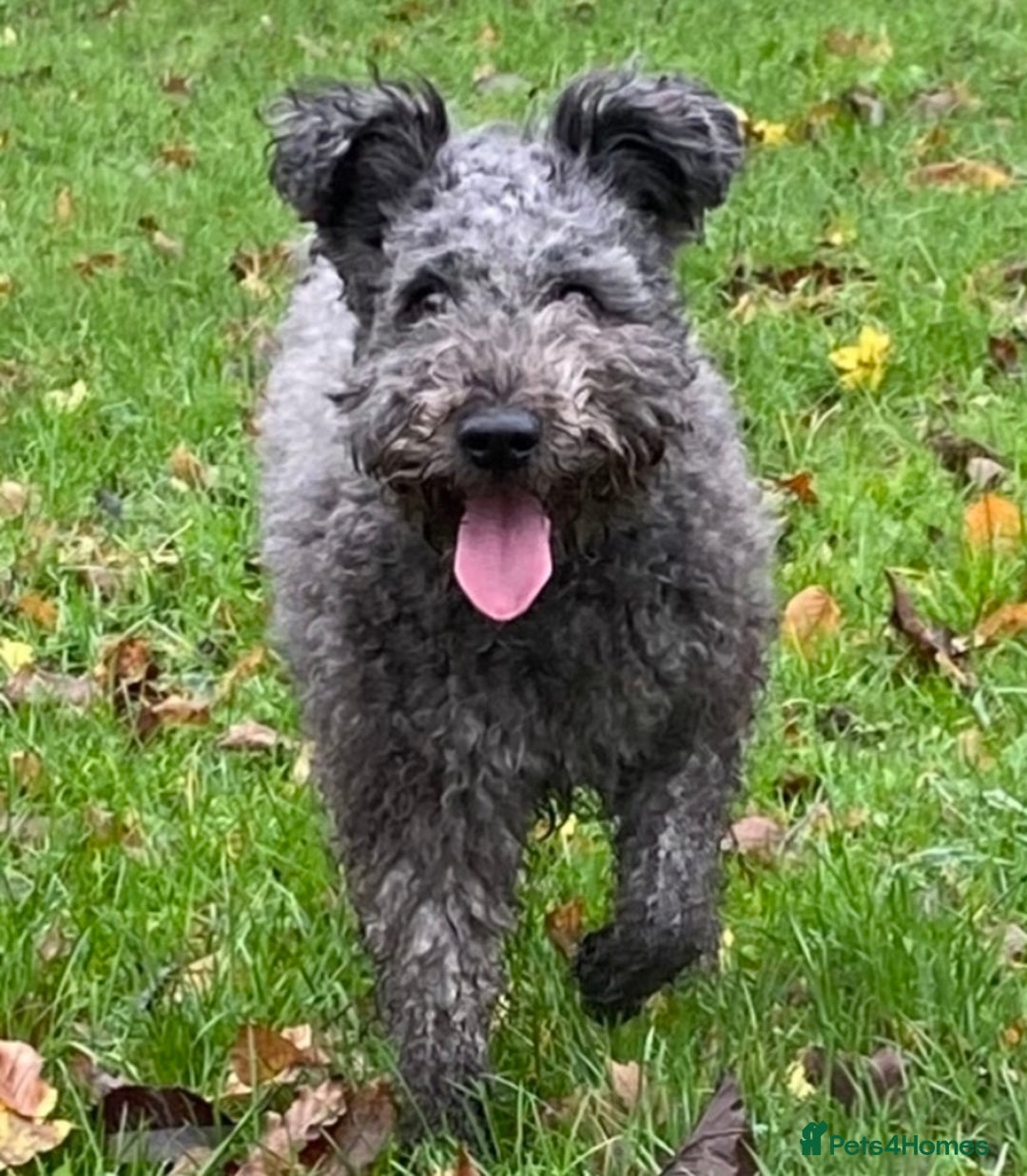 Hungarian Pumi dogs for sale: Rare Breed  - Advert 2