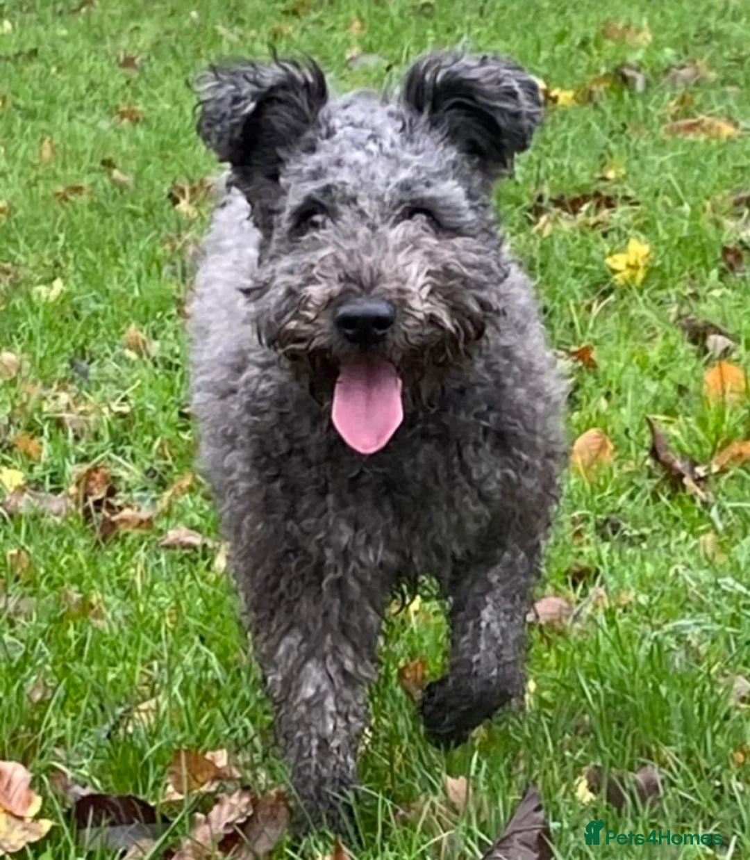 Hungarian Pumi dogs for sale: Rare Breed  - Advert 2