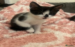 Mixed Breed cats for sale: 5 beautiful kittens looking for forever home  - Image 3
