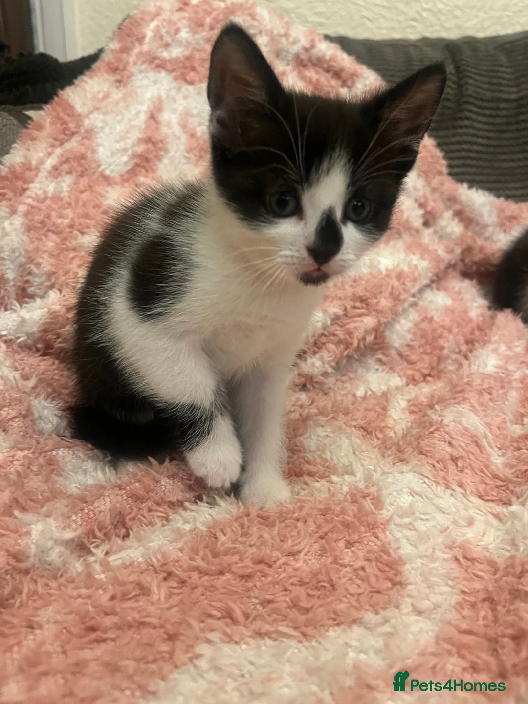Mixed Breed cats for sale: 5 beautiful kittens looking for forever home  - Image 3