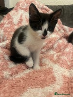 Mixed Breed cats - Advert 11