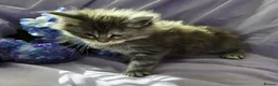 Maine Coon cats for sale: Pure maincoons ready 17/10/26 in Market Drayton - Advert 5