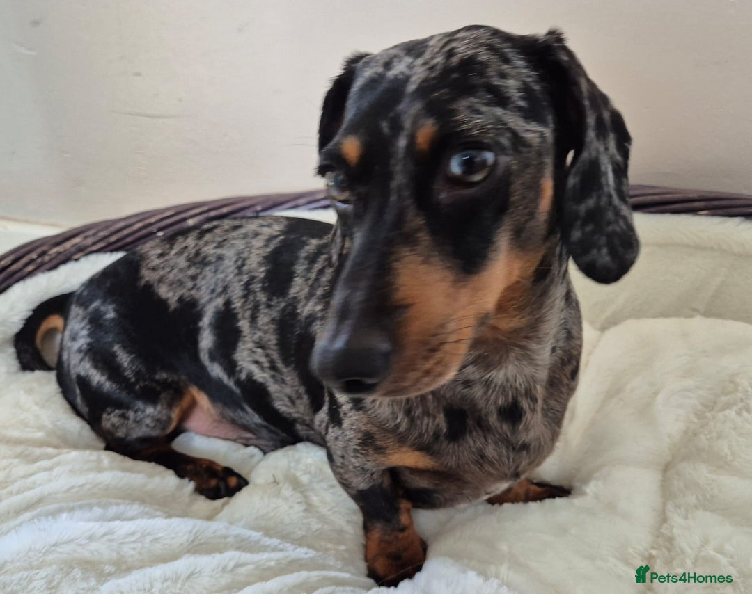 Miniature Dachshund dogs for stud: Stunning Silver Dapple and Tan stud - Image 3
